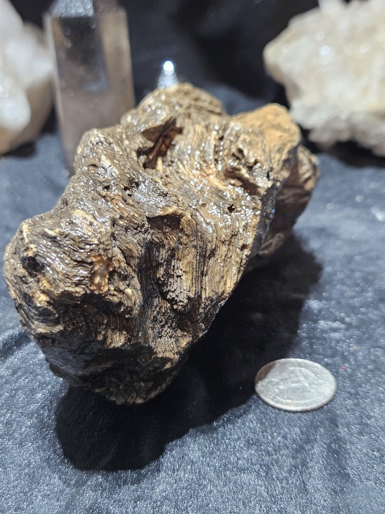 Petrified Wood Specimen Natural Form (2lbs 5oz)