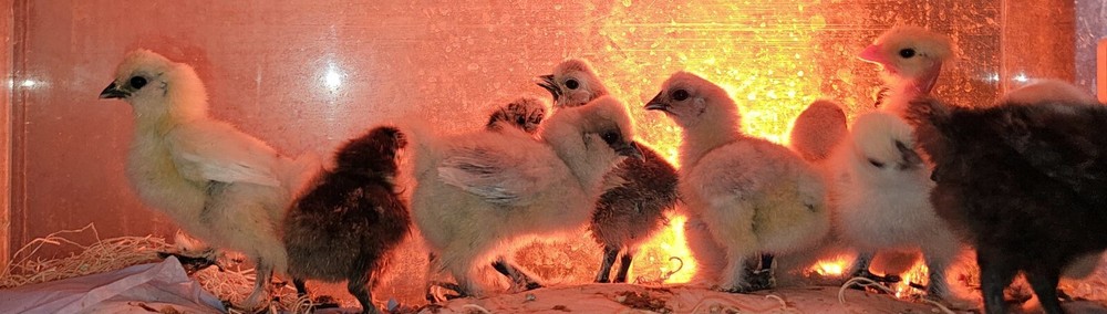 24 Silkie Hatching Eggs