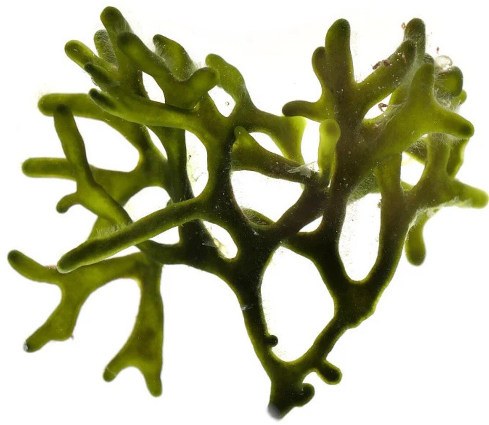 Live Codium Macroalgae 2" Frag/Reef/ Refugium