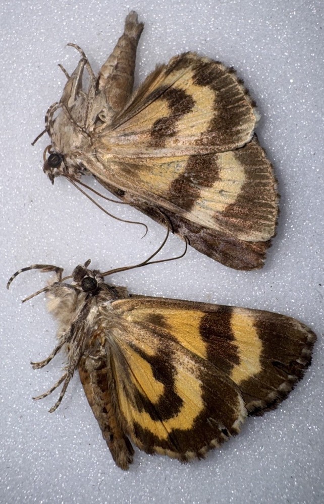 JS6 - 2 YELLOW CATACOLA UNDERWING MOTH - 2