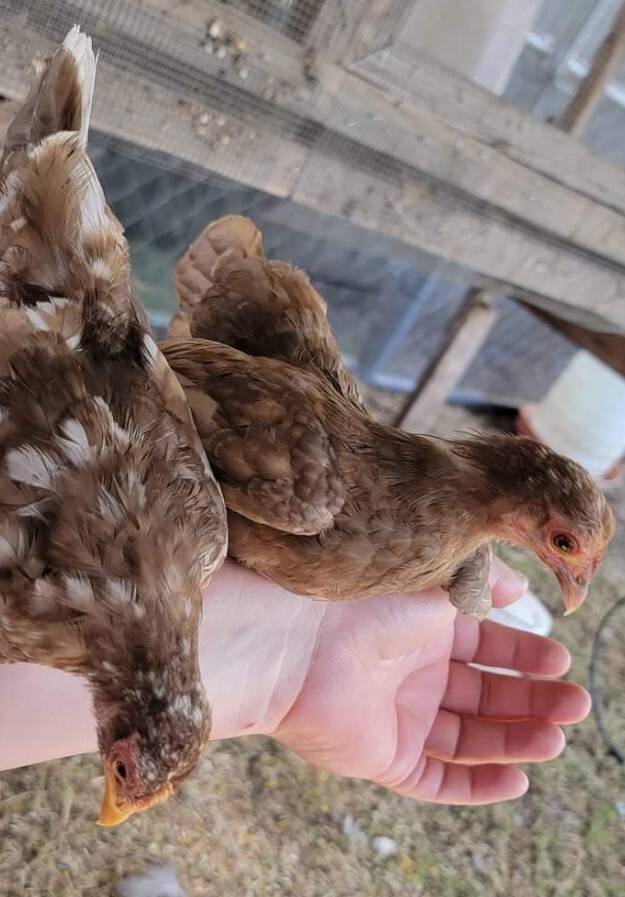 24+ Serama Bantam Hatching Eggs 4-H