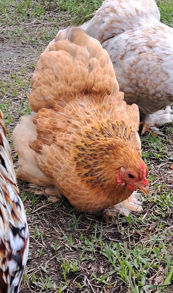 1 Dozen Bantam Cochin Hatching Eggs