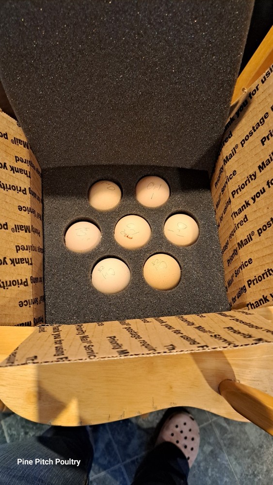 6+1 Silkie Hatching Eggs Npip