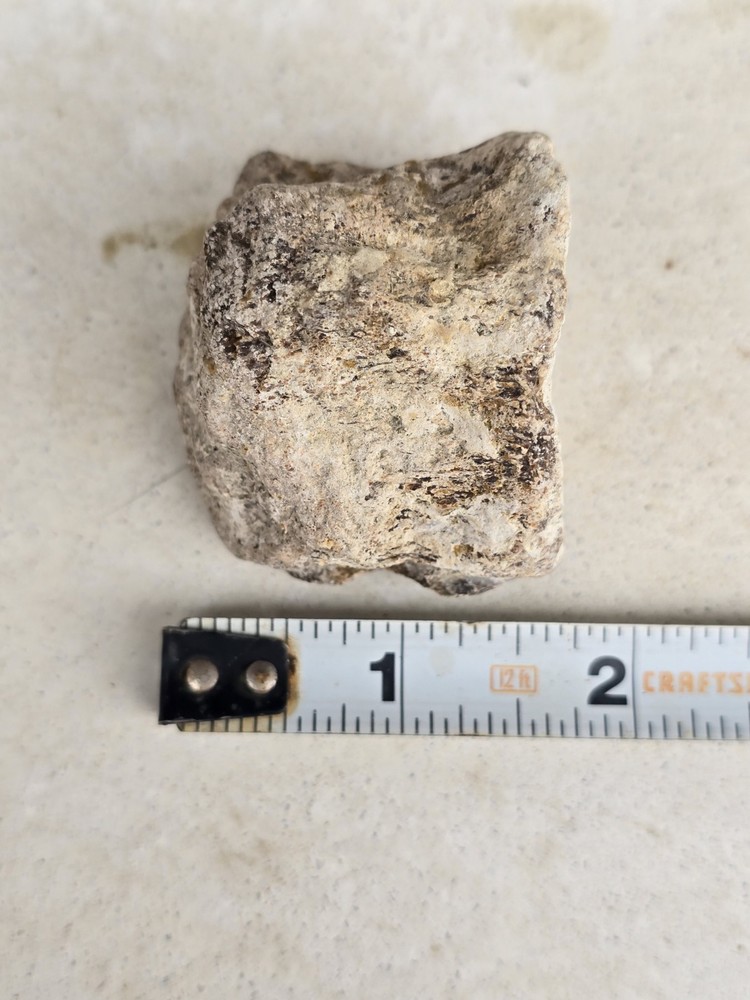 Partially Digested Mosasaur Pygal Vertebrae Bones Fossil TX Tylosaur