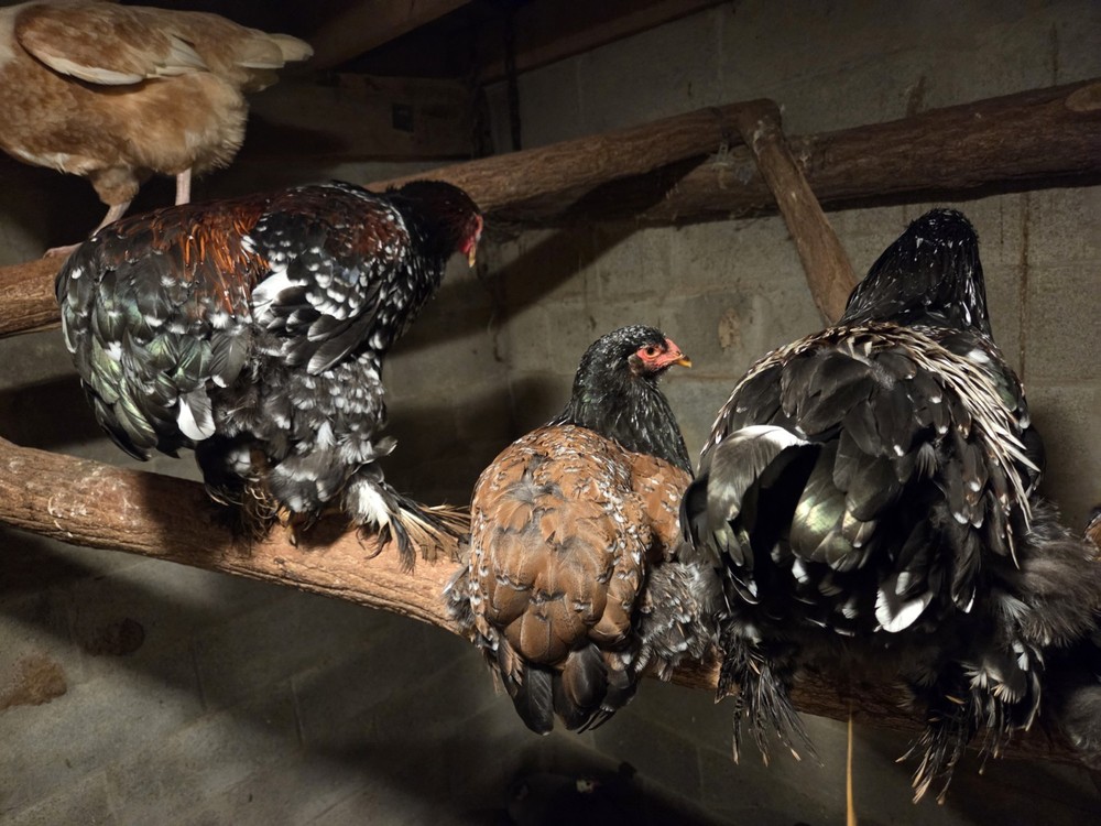 Brahma chicken hatching eggs (10 +2)