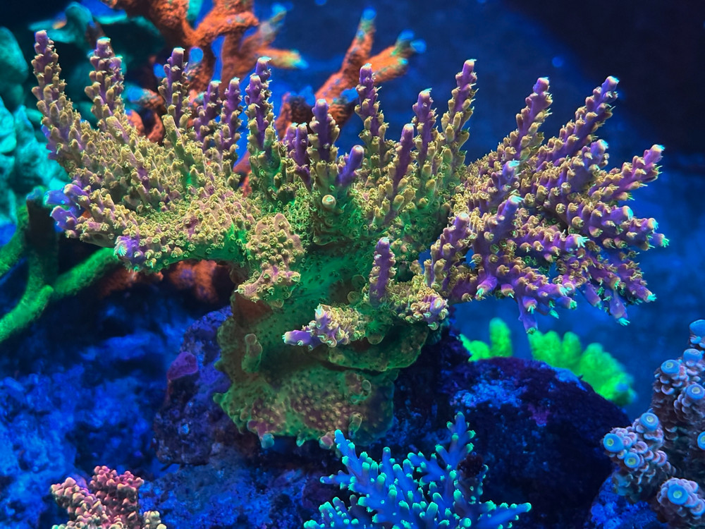 Complete Trace System - 2000 mL- Major and Minor Trace Elements for Reeftanks