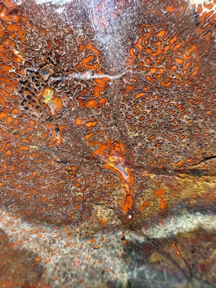 Dinosaur bone rough **hxtled large slab.