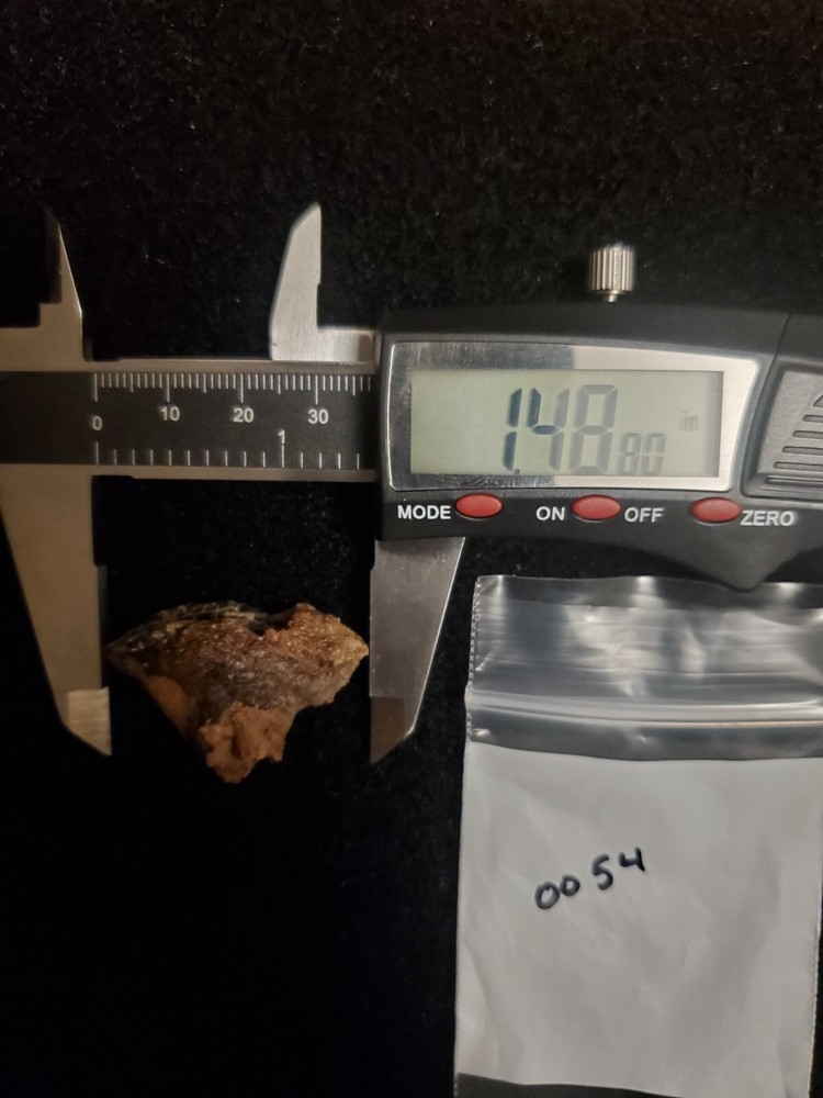 Triceratops Tooth (Unworn!)