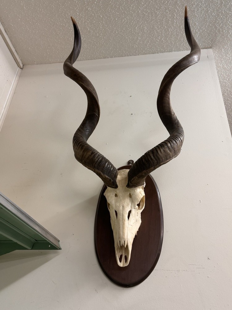 Kudu Skull With Horns