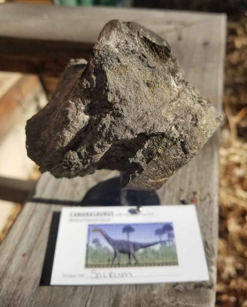 Nice Camarasaurus Sacrum Section Fossil Dinosaur Jurassic Morrison CO Recent Dig