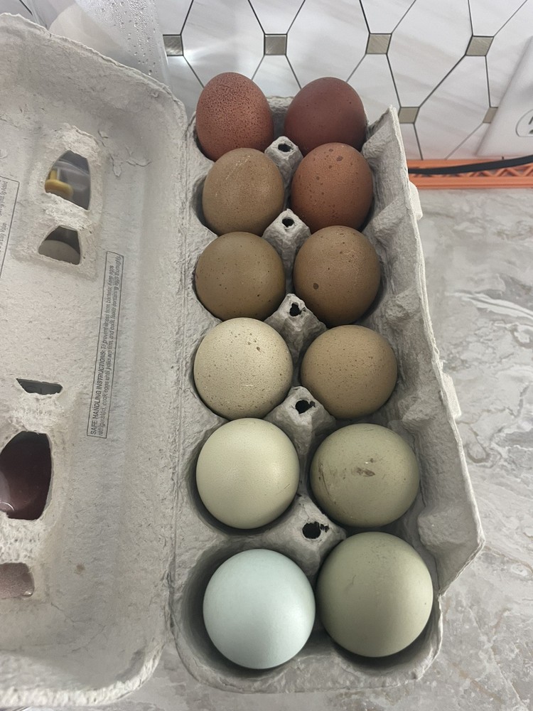 12 Rainbow Chicken Hatching EGGS. Olive EGGER. Multi GEN. BACKCROSS. SPECKLED