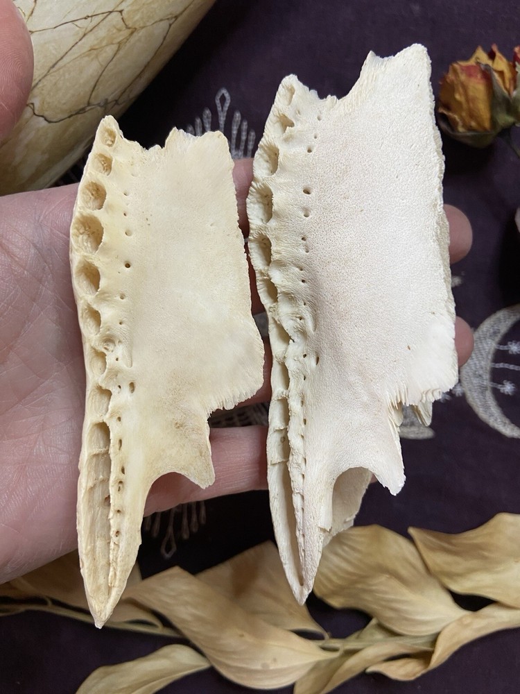 One Ethically Sourced Alligator Maxilla Bone Half, Upper Jaw Bone, Real Bone