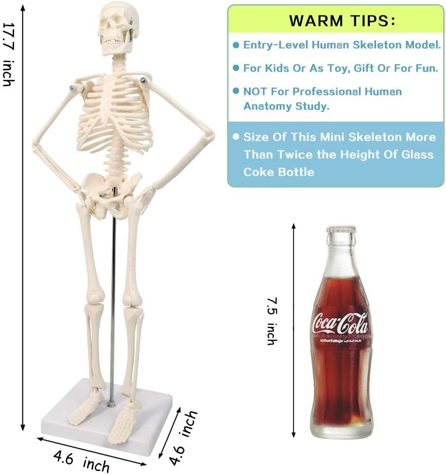 Educational 17.7” Anatomical Skeleton Model - Disassemblable for Hands-On Study