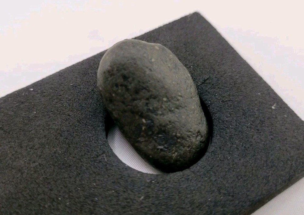 Real Permineralized Reptile Egg Fossil Lizard 🦎
