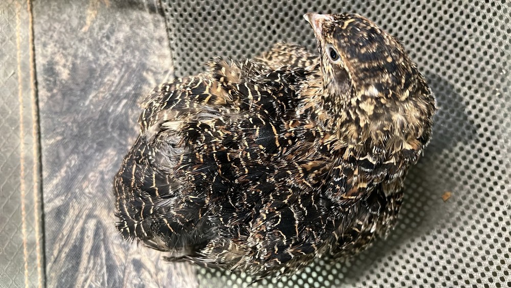 German Chocolate Pansy