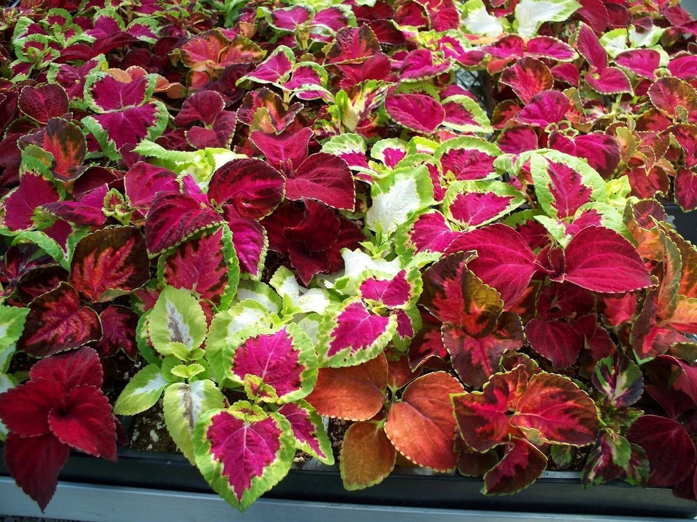 Coleus Rainbow Mix Seeds
