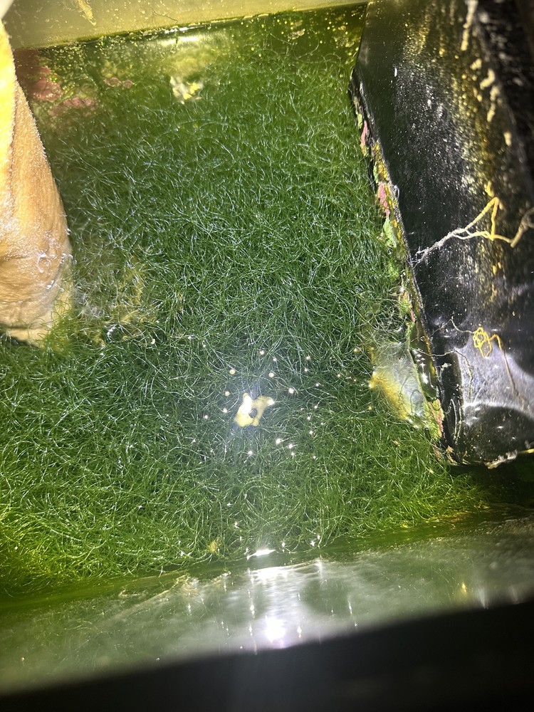 IMMORTAL chaeto macro algae