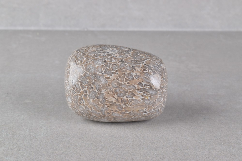 Dinosaur Bone Polished from Morocco 4.2 cm # 19756
