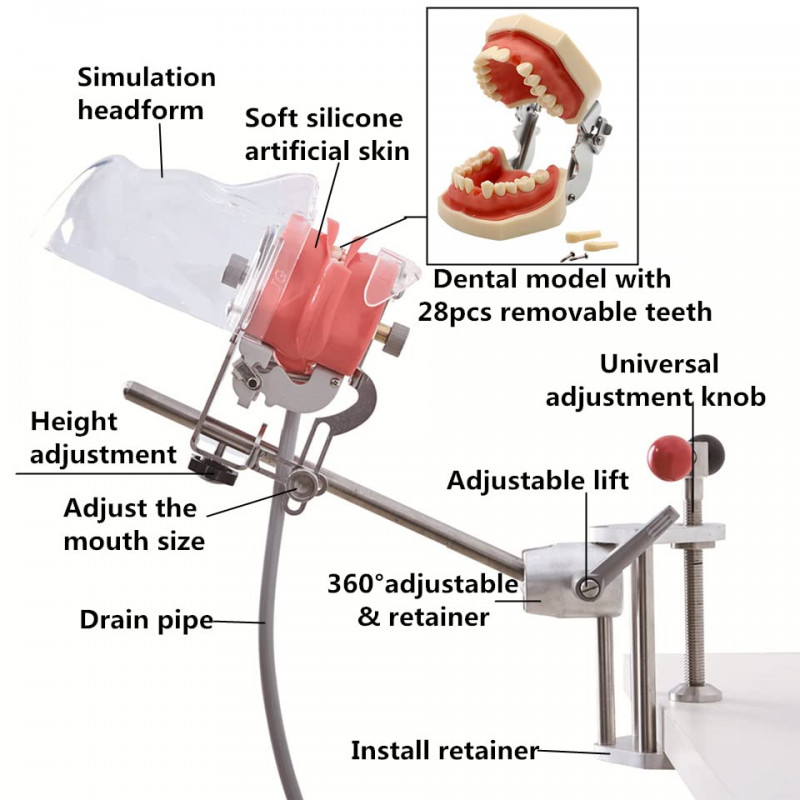 US Dental Simulator Simple Head Model Manikin Phantom Dentist Teaching Practice