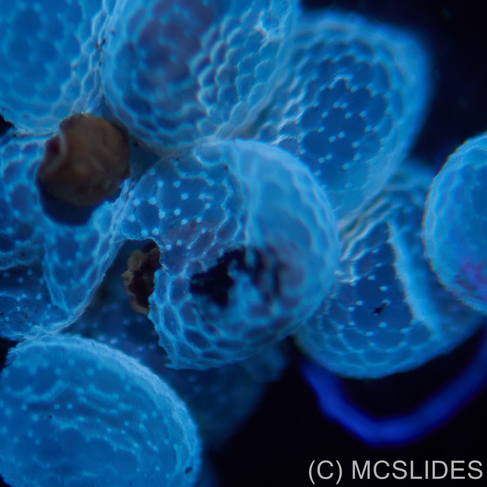 Vintage microscope slide: fluorescence moth eggs for reflected light