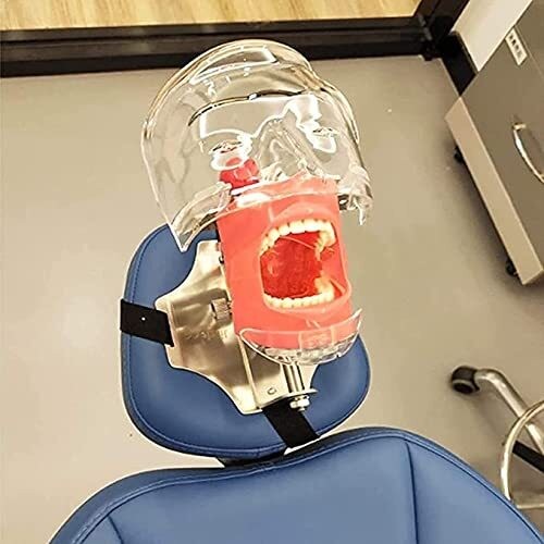 Dental Simulator Simple Head Model Manikin Phantom For Dentist Teaching Practice