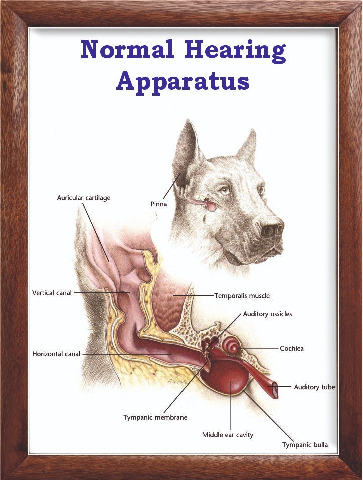 Normal Hearing Apparatus Chart 12x18 inches