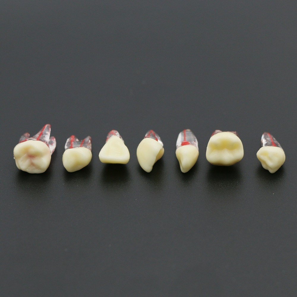 US Dental Root Canal Practice Model Teeth Pulp Study RCT Endo File 7 Sizes