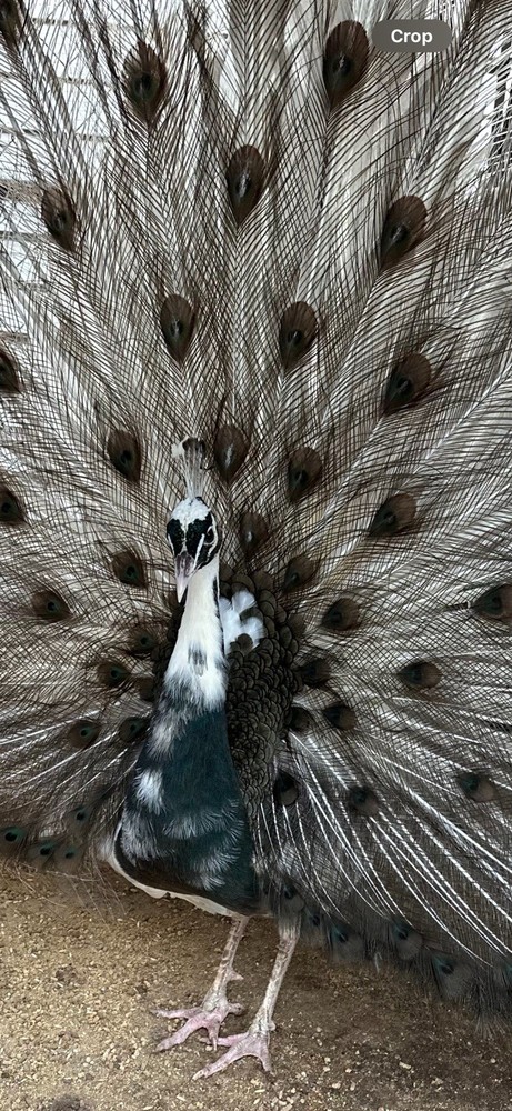 🦚 5 Peacock Peafowl Hatching Eggs 🦚 READ DESCRIPTION