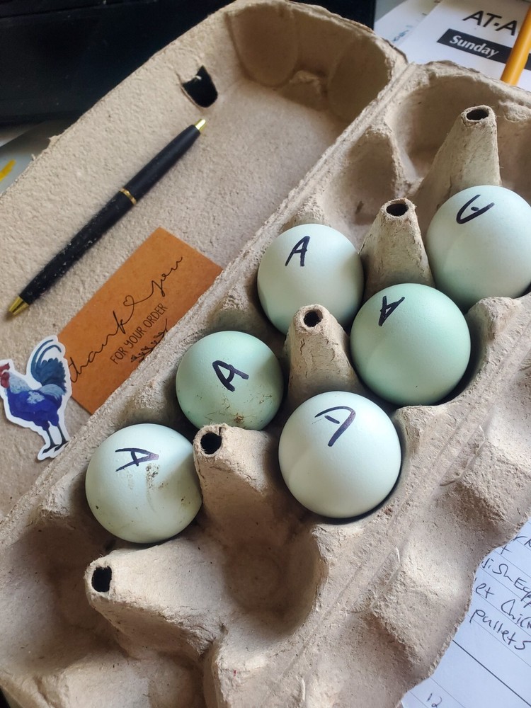 ❤️ Ermine Ameraucana Hatching Eggs Beautiful blue eggs NPIP