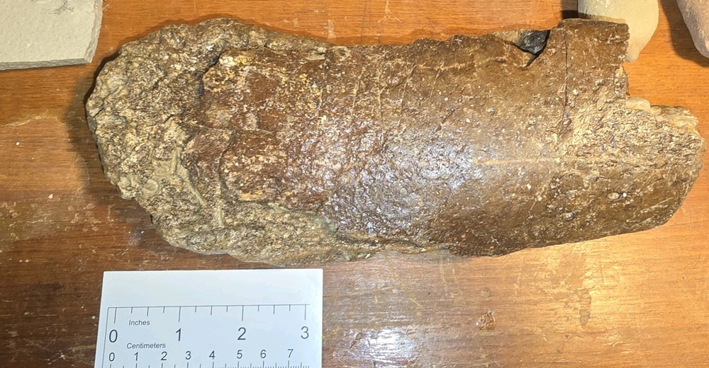Massive, Partial, Pliosaur Propodial With Scavenger Marks! Dorset, England.