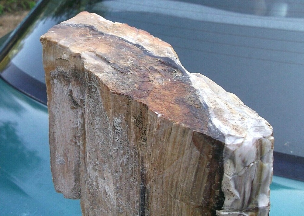 Petrified Wood Display Specimen 10.5 lbs, WA state