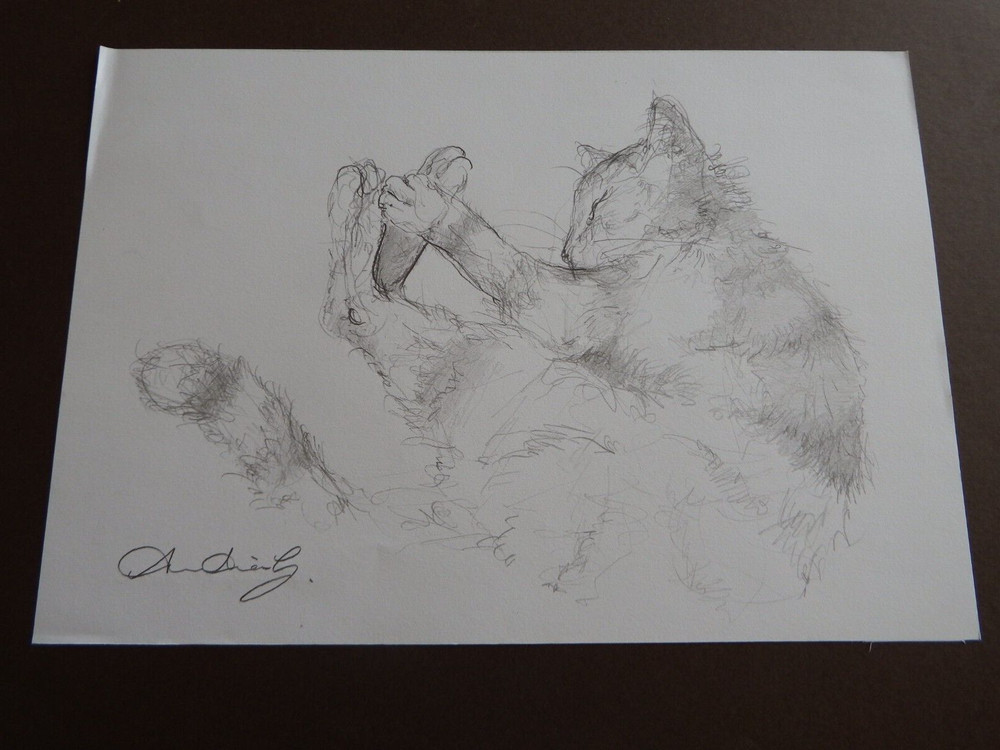 Pencil drawing cat curled sleeping