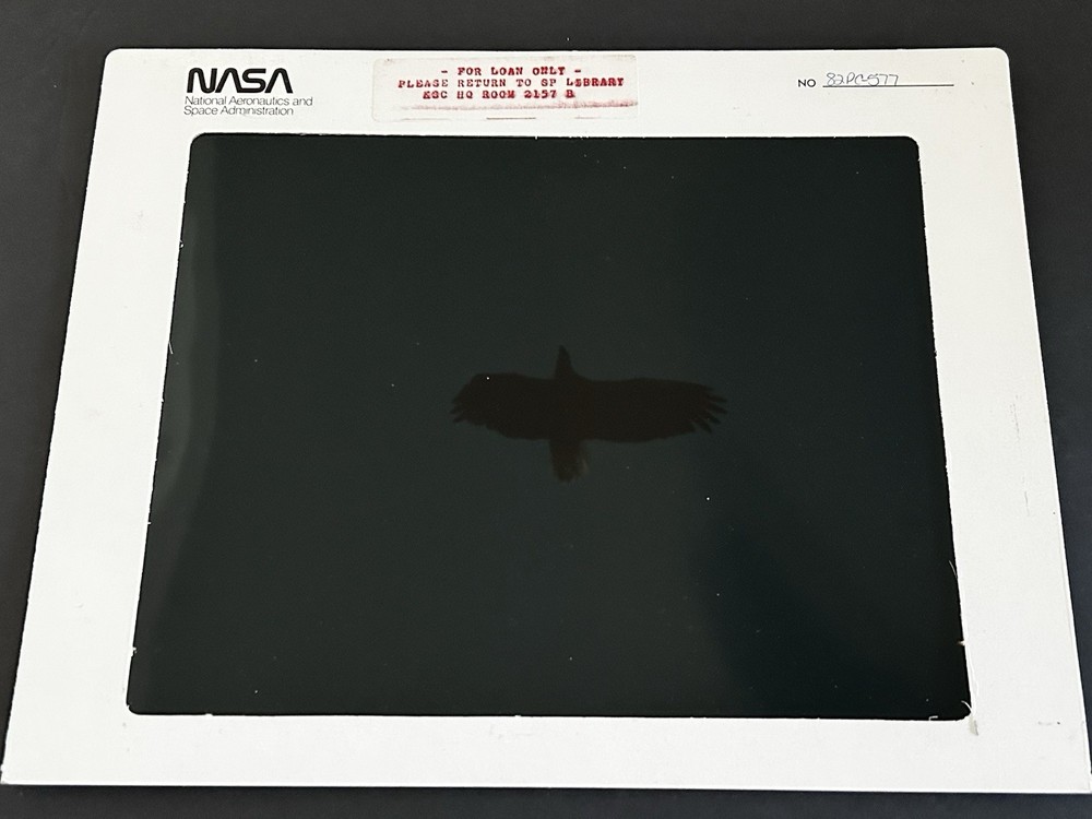 1982 NASA KSC Nature Bald Eagle in Flight Presentation Transparency-577