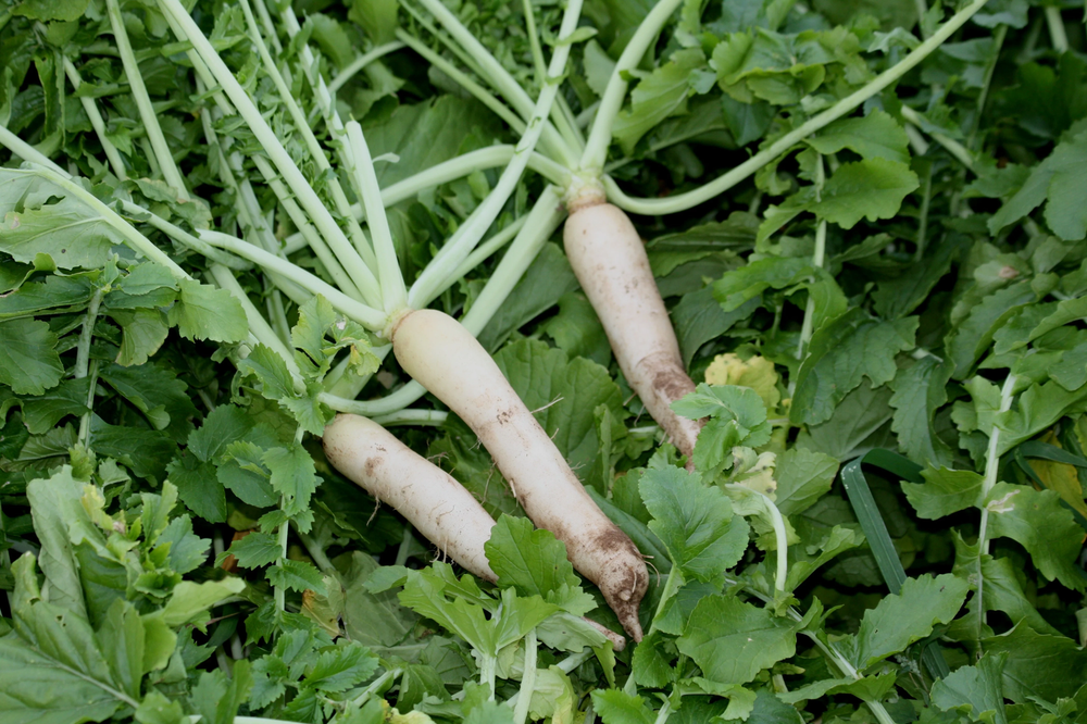 Groundhog Radish, Cover Crop Seeds