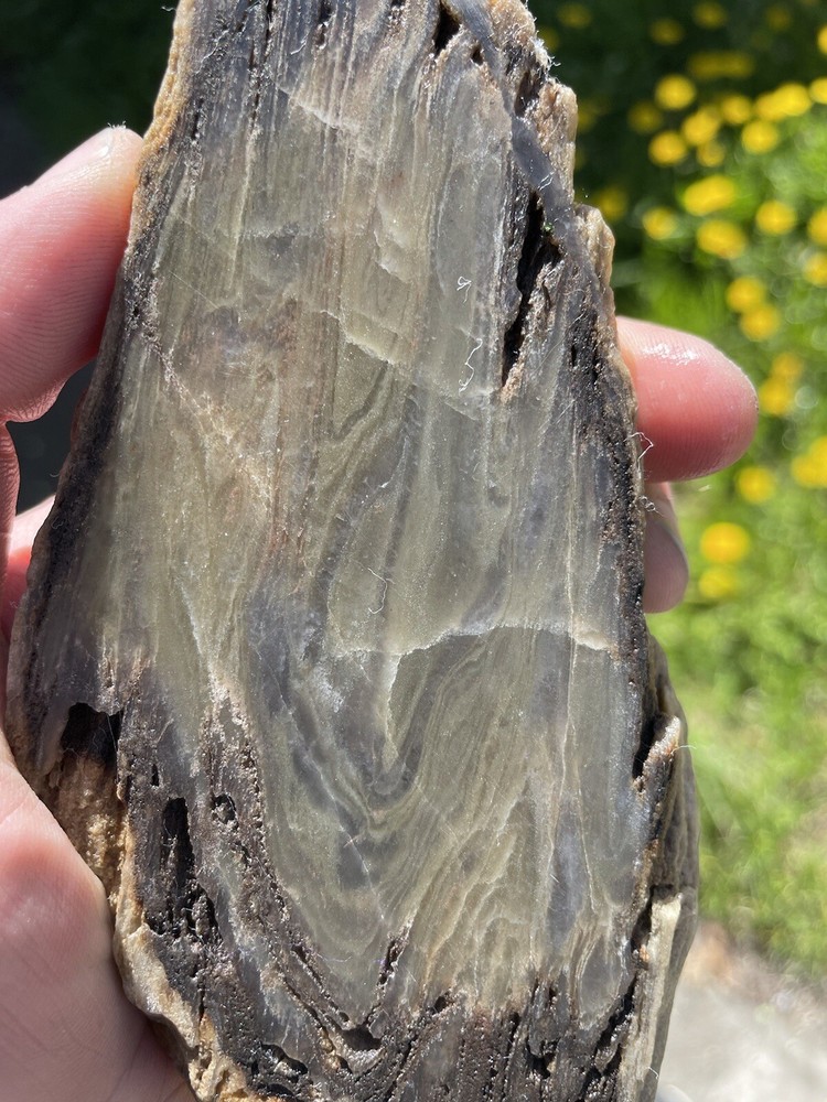 Super Unique, Polished, Agatized/opalized petrified wood