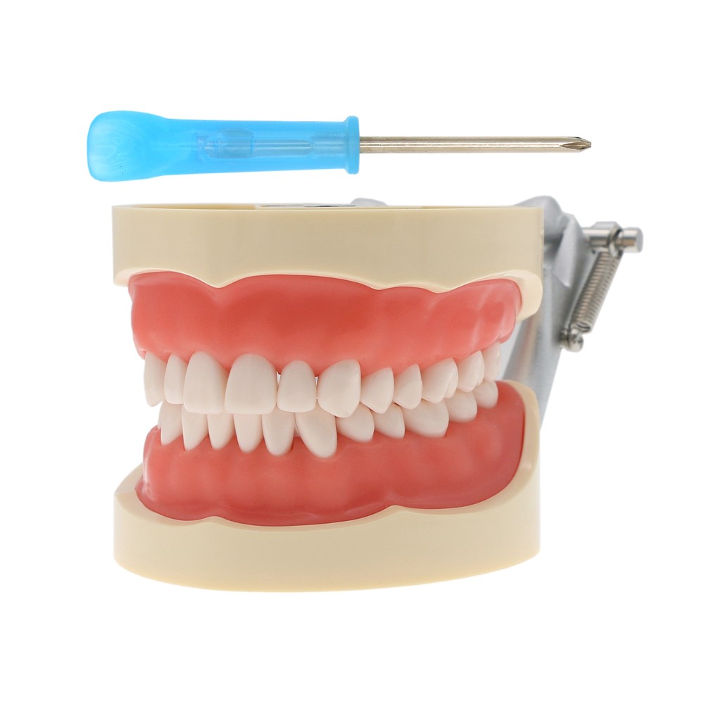 Dental Multiple Types Teaching Teeth Model Typodont Ortho Implant Practice Demo
