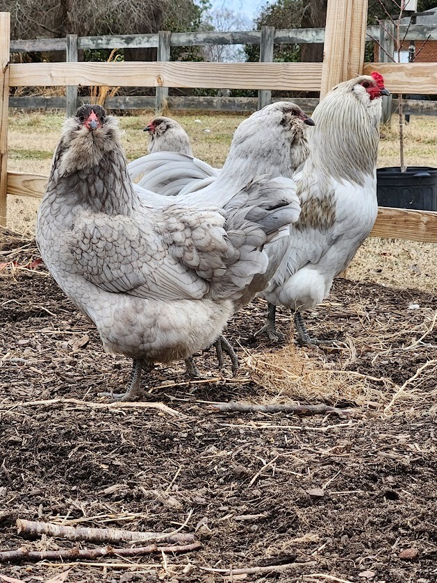 6 Lavender, B/B/S Ameraucana & Orpington (Easter Egger) Chicken Hatching eggs.