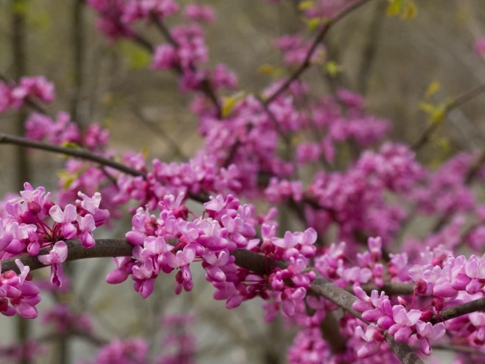 1 Eastern Redbud Tree Cercis canadensis 12-24" Tall