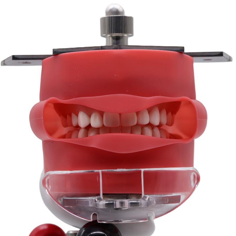 US Dental Simulator Simple Head Model Manikin Phantom Dentist Teaching Practice