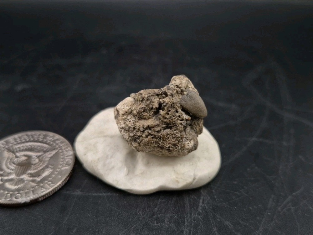 Real Fossil Dinosaur Egg Embro Permineralized Uv Reactive