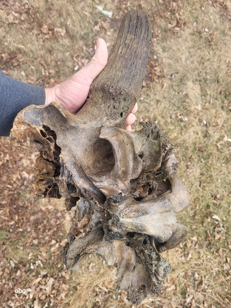 Historic Large Bison Horn Core Partial Skull river find