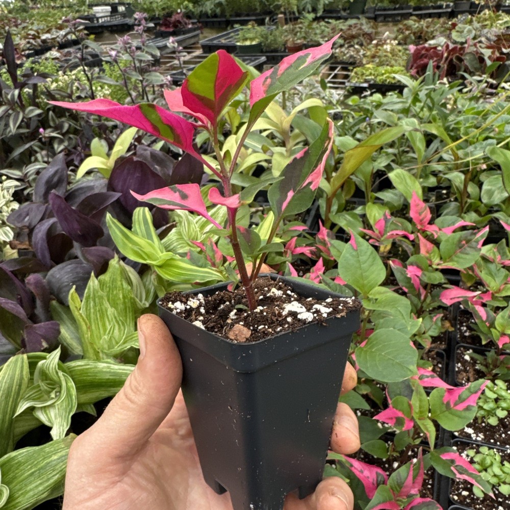 Alternanthera ‘party time’