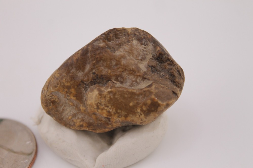 Real Permineralized Reptile Egg Fossil