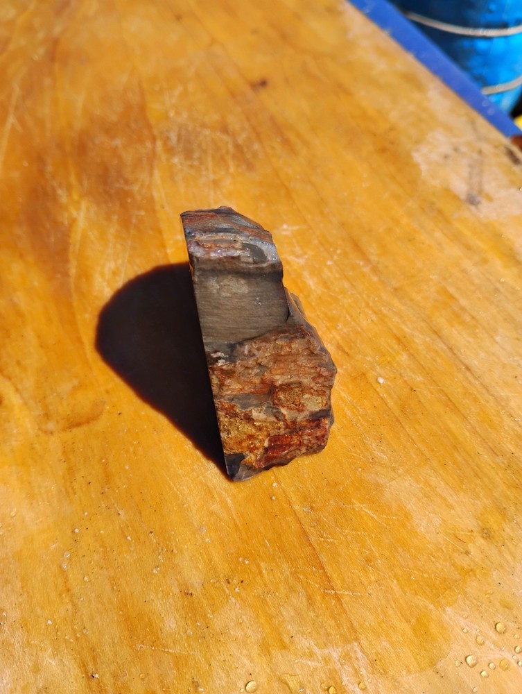 Petrified Wood Cut Once Ready For Display