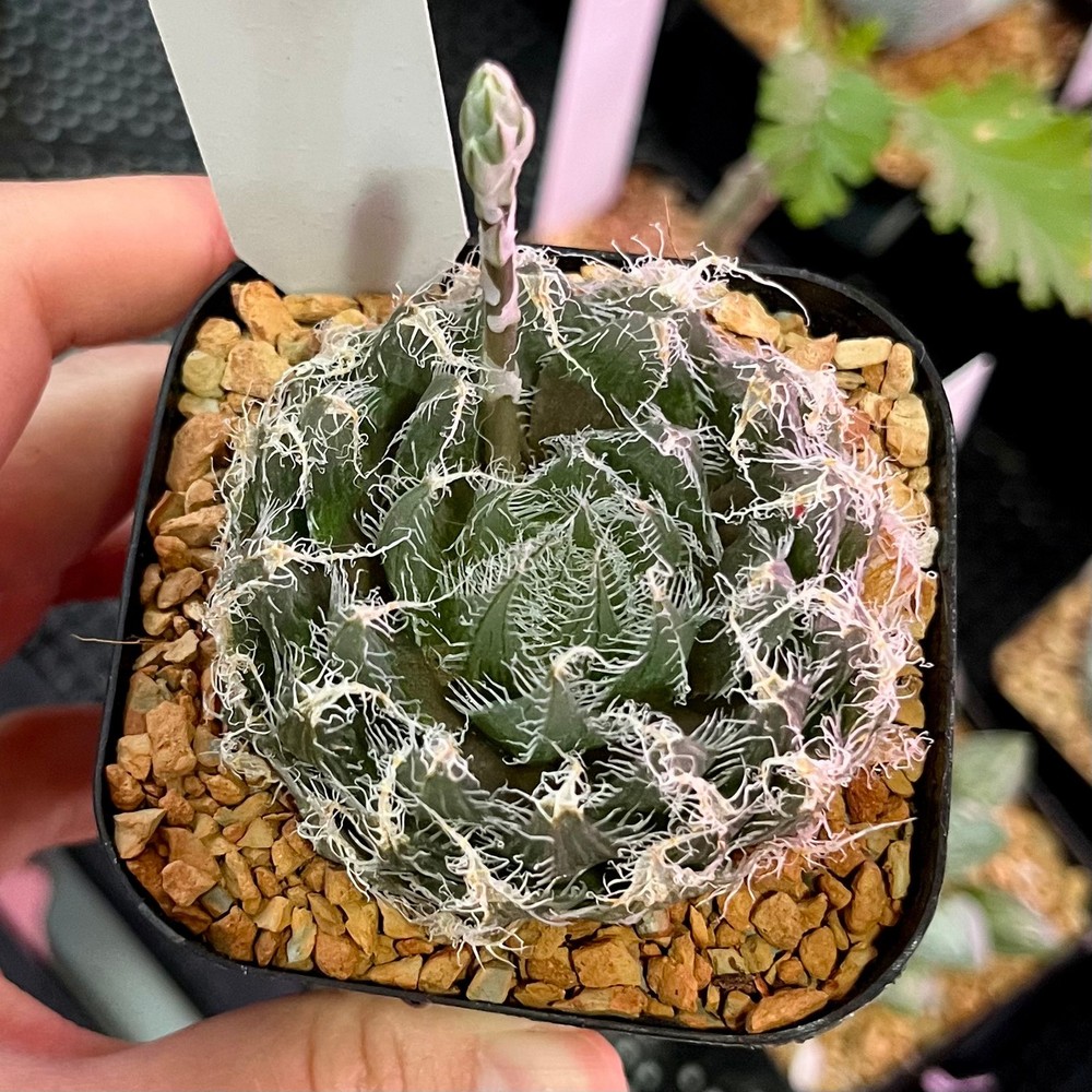 Haworthia arachnoidea 2.5”