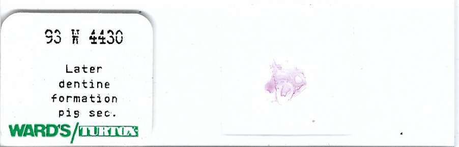Pig Later Dentine Formation Microscope Slide