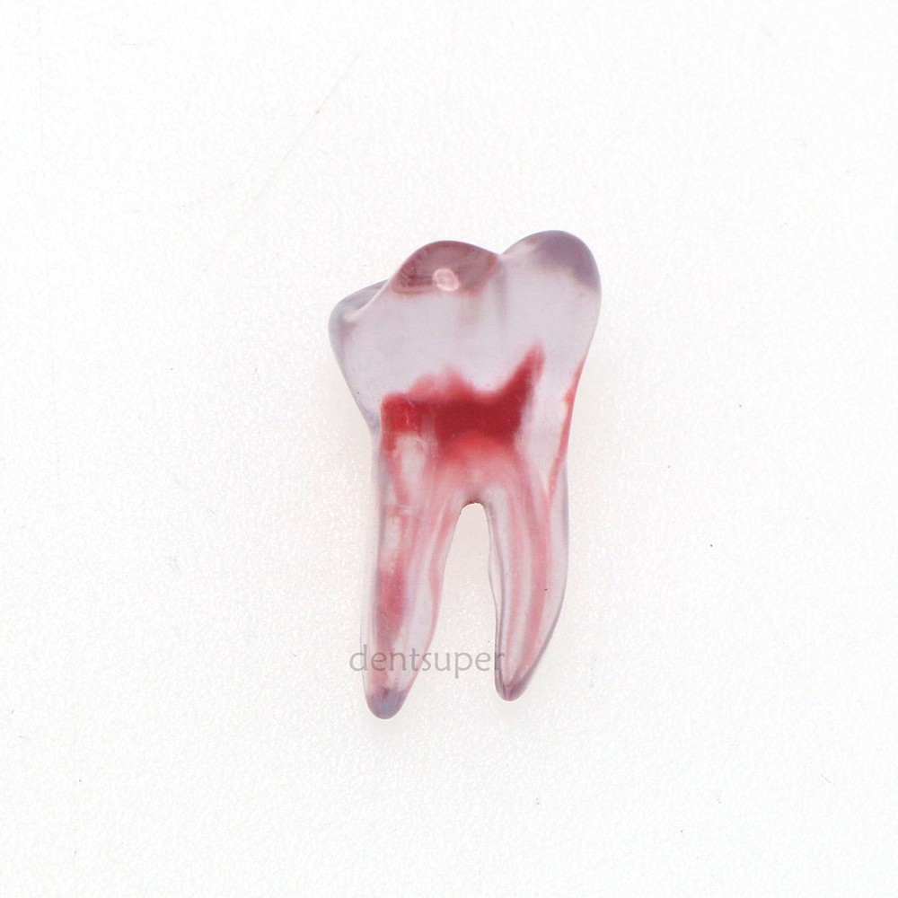 Dental Endo Root Canal Teeth Model Practice Block for RCT Pulp Cavity Study, 3D