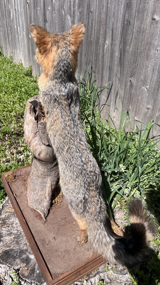 Vintage Grey Fox Taxidermy Mount