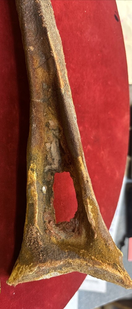 Hadrosaur Chevron Bone