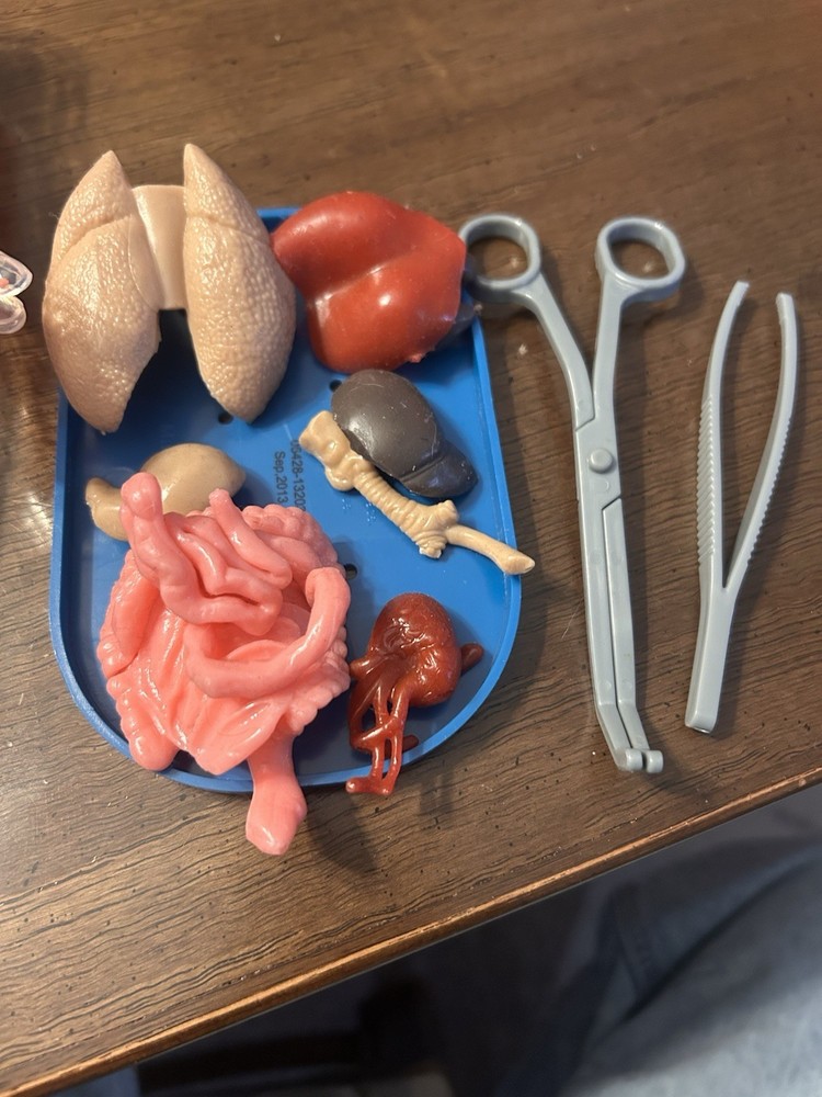 Smart Lab Squishy Human Body